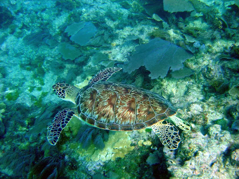 Hawksbill Turtle swimming underwater in Florida Keys