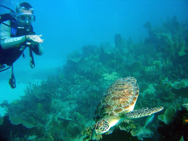 Hawksbill Turtle swimming underwater in Florida Keys