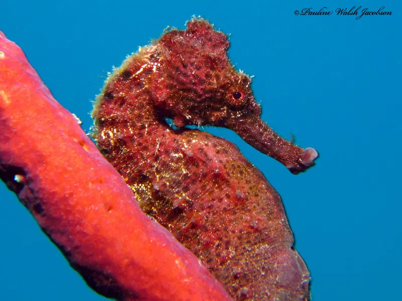 Hippocampus reidi 341162352