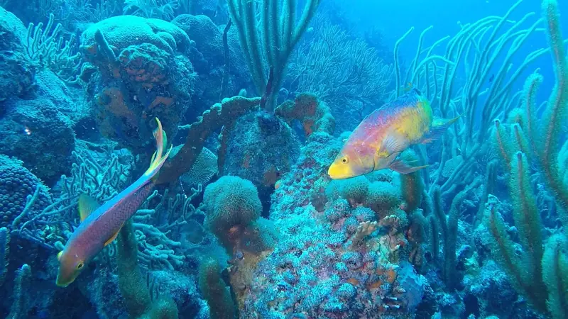 Spanish Hogfish (Bodianus rufus)