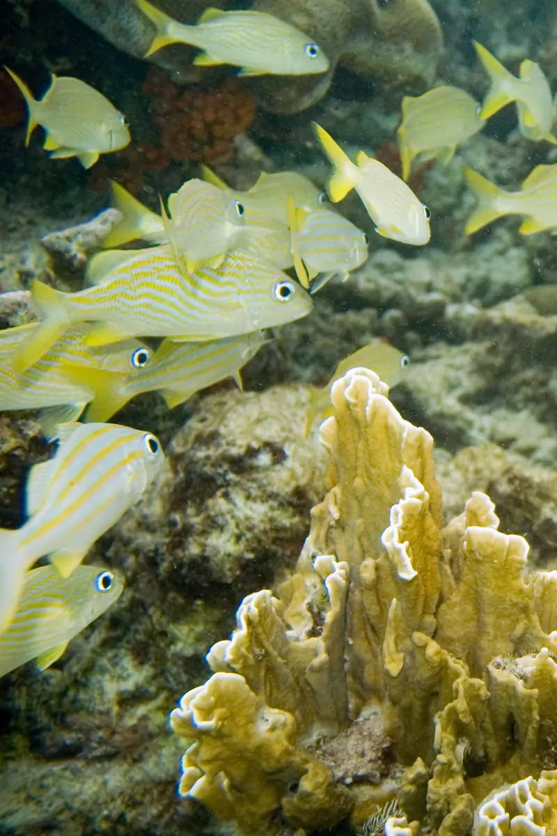 French Grunt (Haemulon flavolineatum)