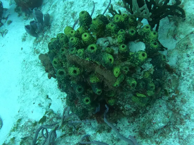 Branching Tube Sponge (Aiolochroia crassa)
