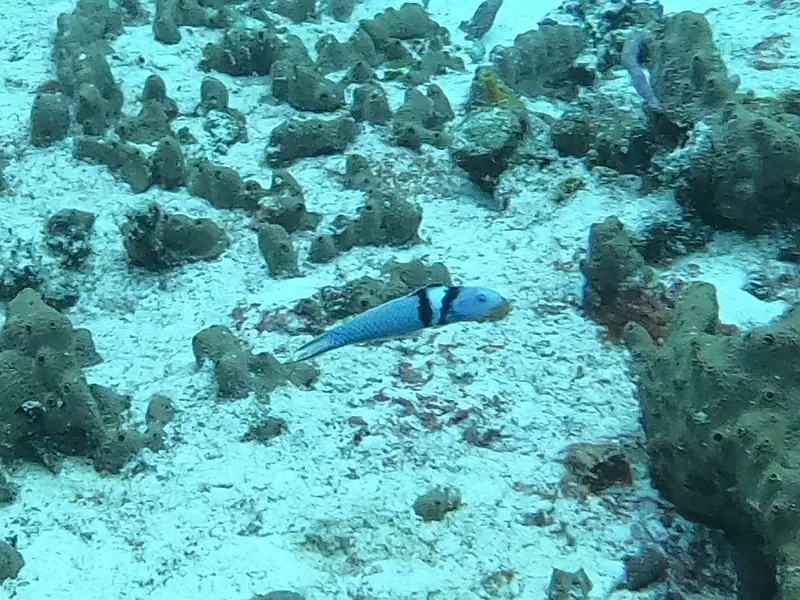 Caribbean Bluehead Wrasse (Thalassoma bifasciatum)