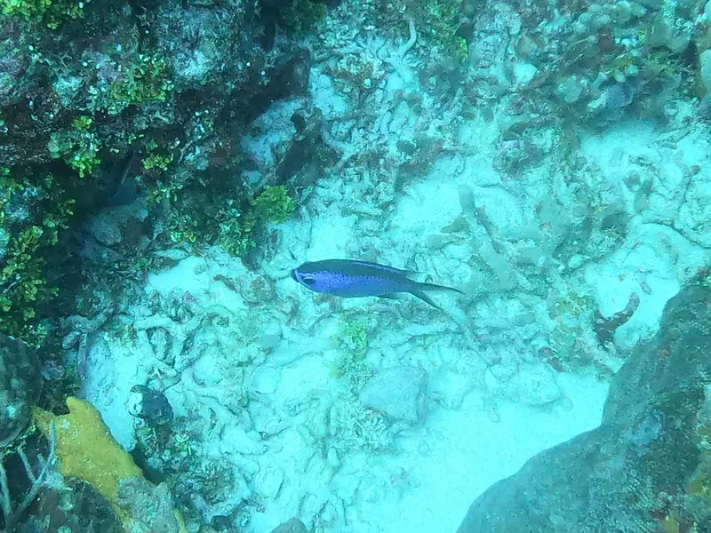Blue Chromis (Azurina cyanea)