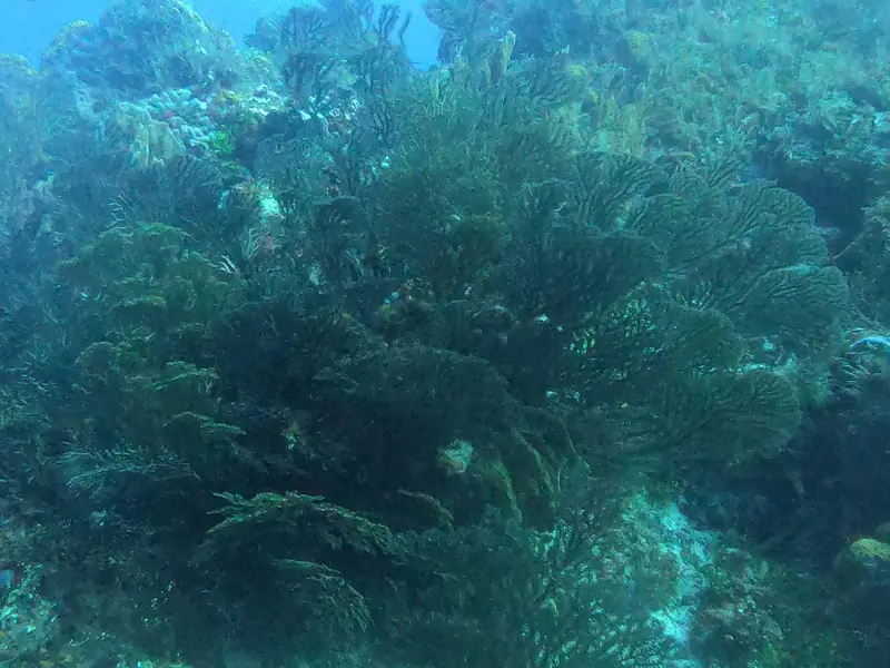Deepwater Sea Fan (Iciligorgia schrammi)