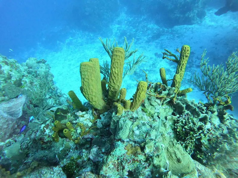 Yellow Tube Sponge (Aplysina fistularis)