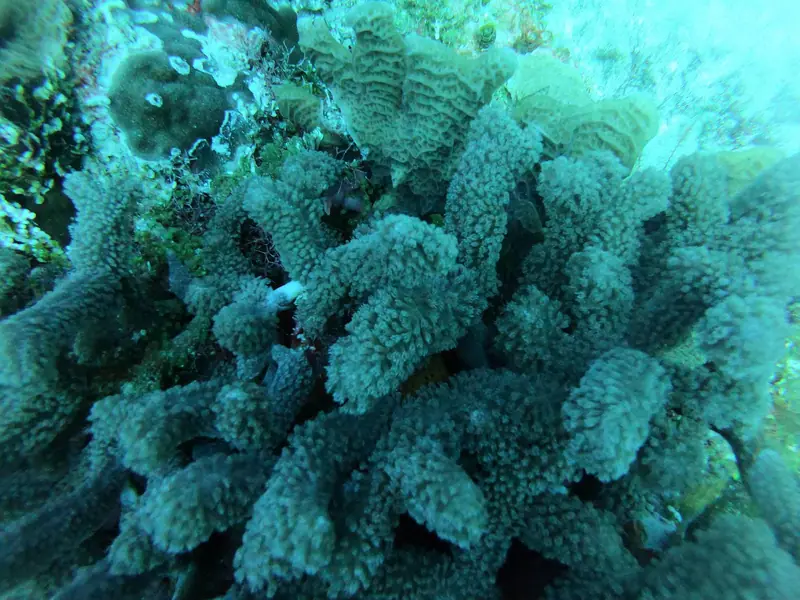 Finger Coral (Porites porites)