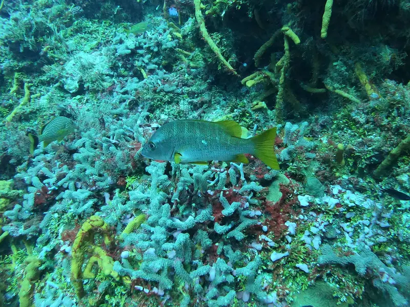 Schoolmaster Snapper (Lutjanus apodus)