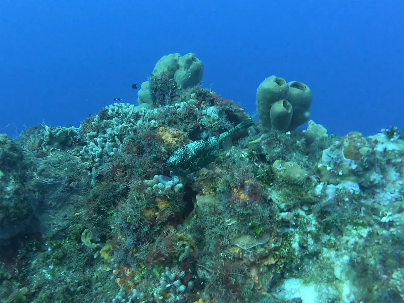 Honeycomb Cowfish (Acanthostracion polygonium)