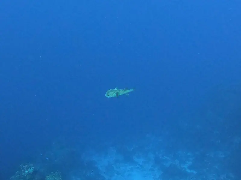 Spotted Porcupinefish (Diodon hystrix)