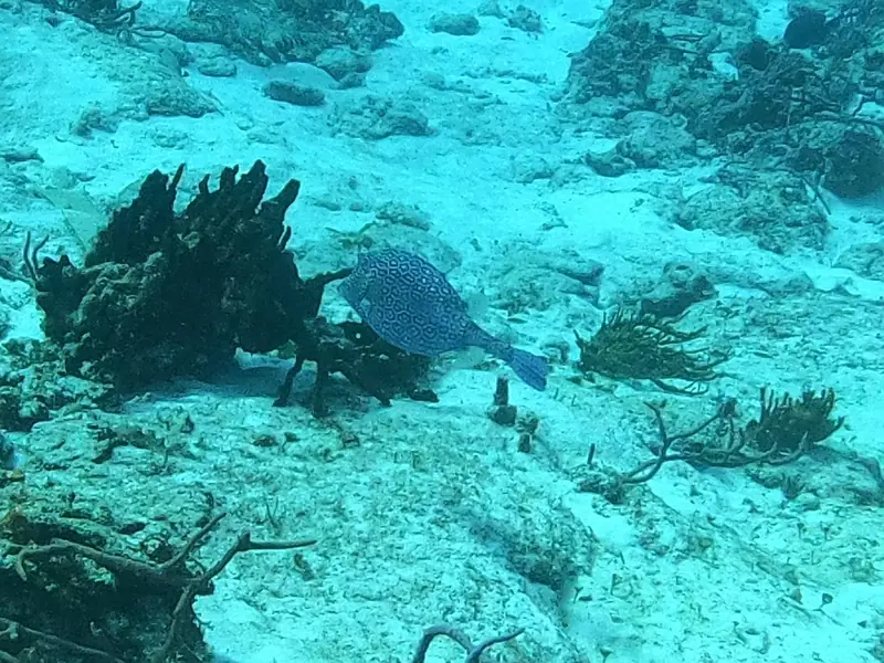 Honeycomb Cowfish (Acanthostracion polygonium)