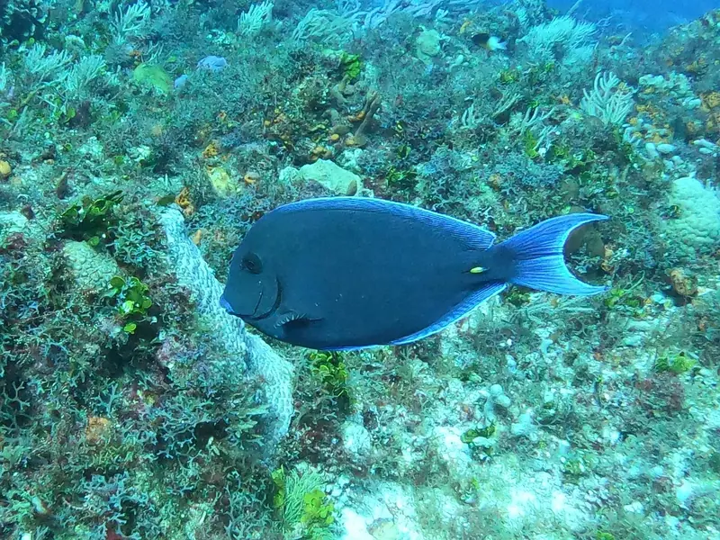 Atlantic Blue Tang (Acanthurus coeruleus)