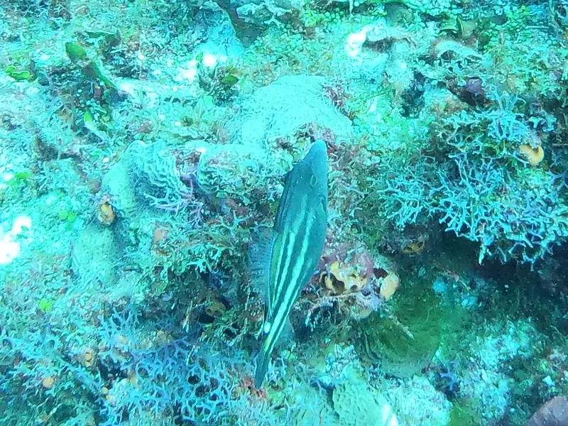 Orangespotted Filefish (Cantherhines pullus)
