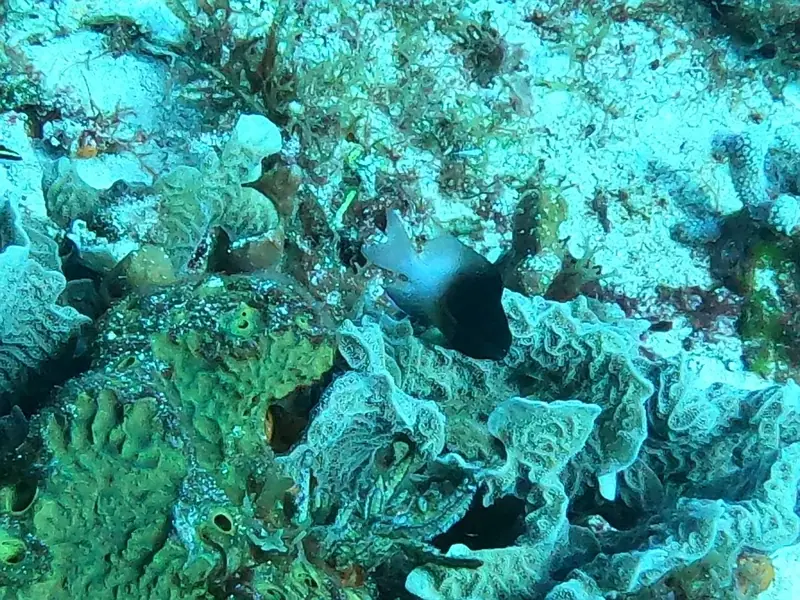 Bicolor Damselfish (Stegastes partitus)