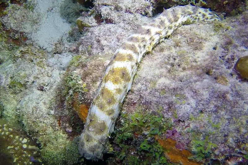 Tiger Tail Sea Cucumber (Holothuria thomasi)
