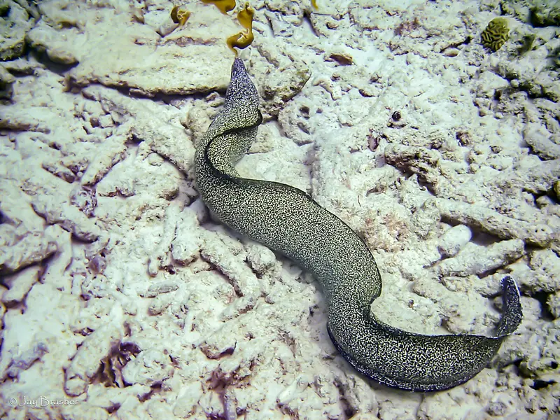 Spotted Moray (Gymnothorax moringa)