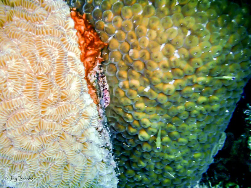 Greater Star Coral (Montastraea cavernosa)