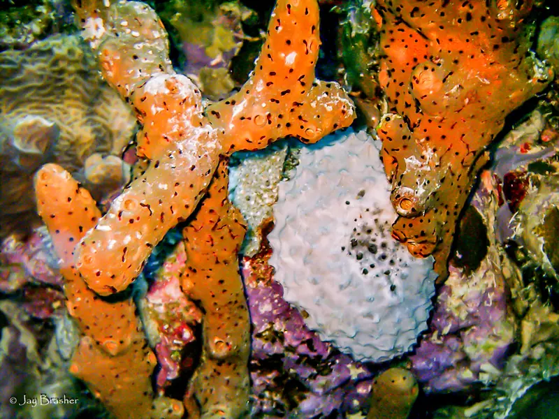 Brown Tube Sponge (Agelas conifera)
