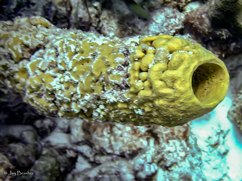 Stovepipe Sponge (Aplysina archeri)