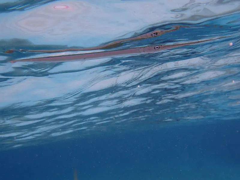Keeltail Needlefish (Platybelone argalus)