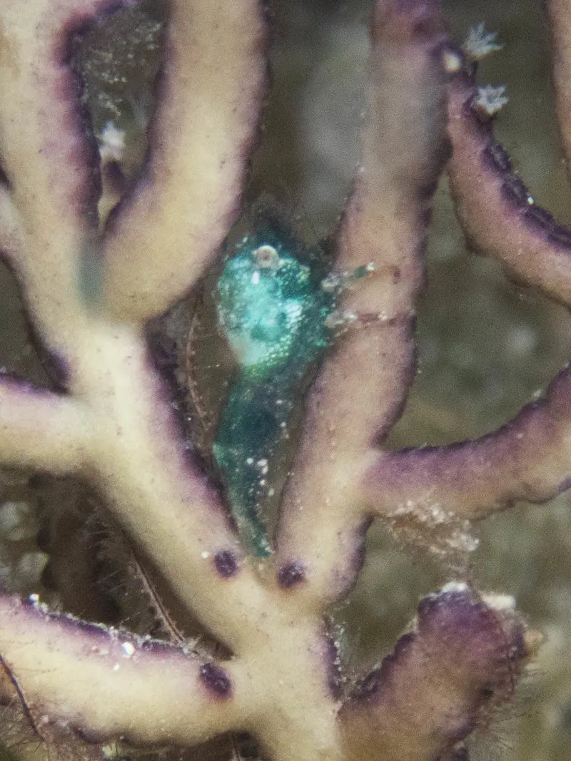 Roughback Shrimp (Trachycaris rugosa)
