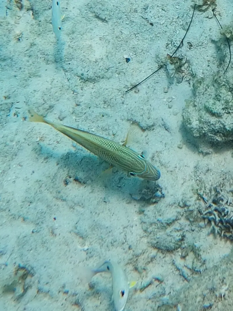 White Grunt (Haemulon plumierii)
