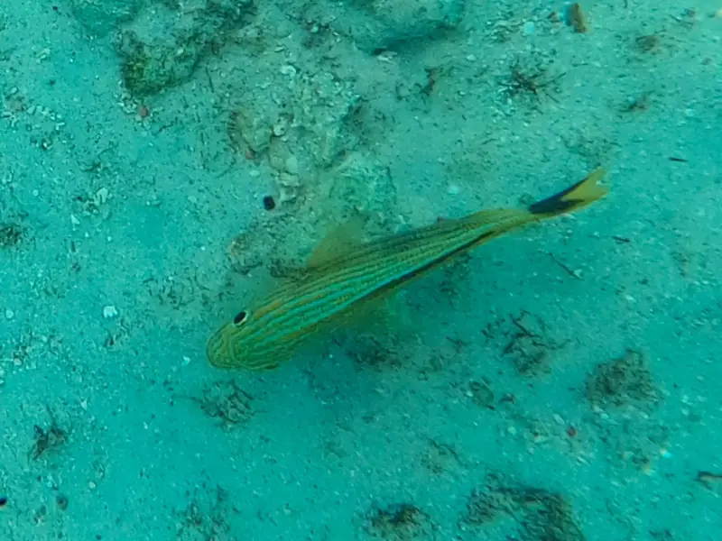 Bluestriped Grunt (Haemulon sciurus)