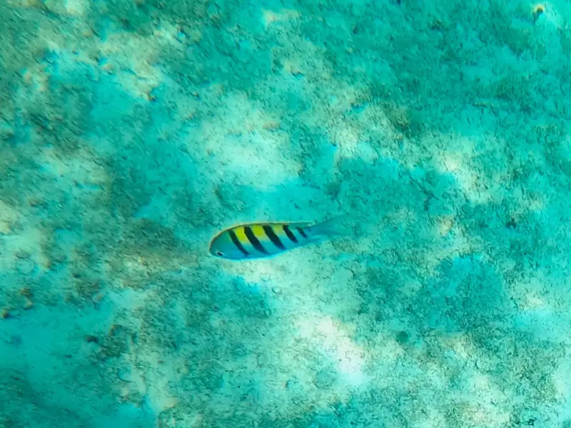 Atlantic Sergeant Major (Abudefduf saxatilis)