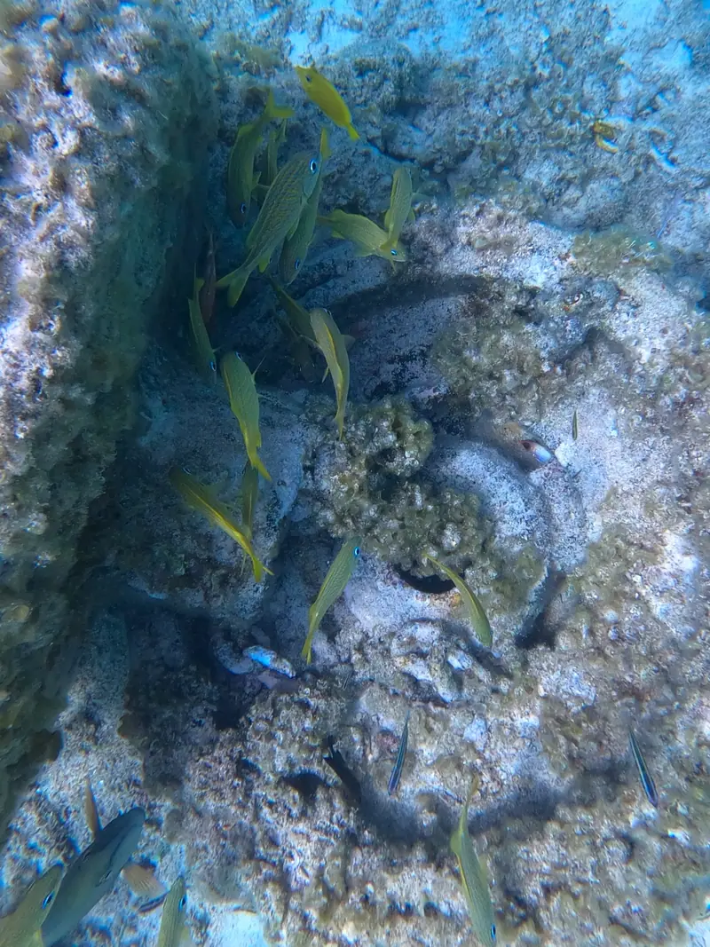 French Grunt (Haemulon flavolineatum)