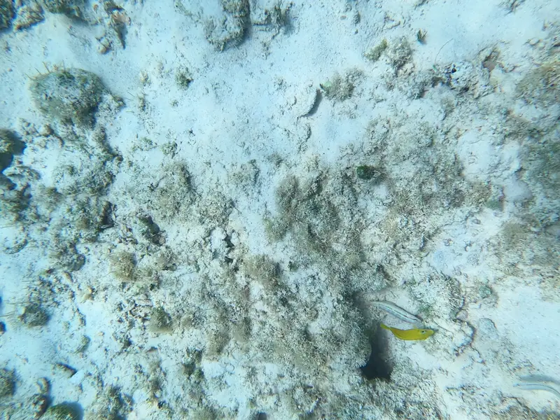 Yellowhead Wrasse (Halichoeres garnoti)