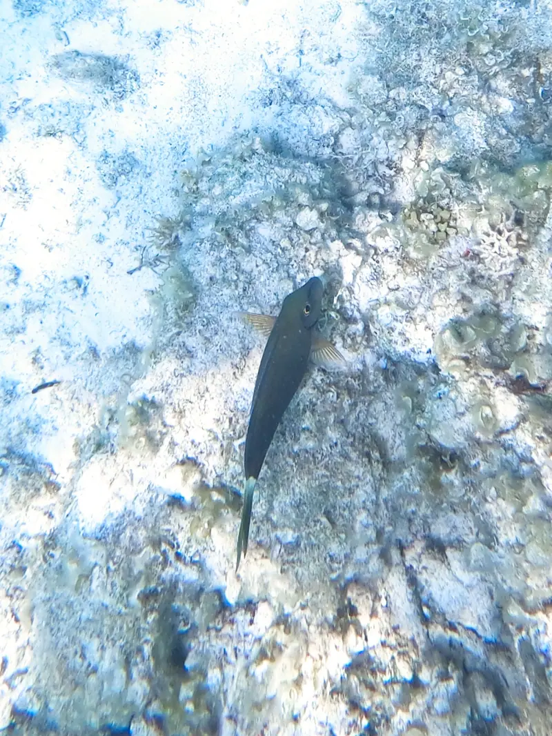 Caribbean Ocean Surgeonfish (Acanthurus tractus)