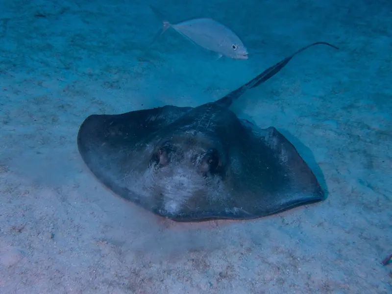 Southern Stingray (Hypanus americanus)