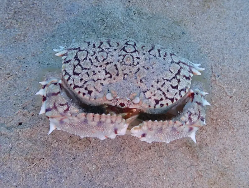 Ocellated Box Crab (Calappa ocellata)