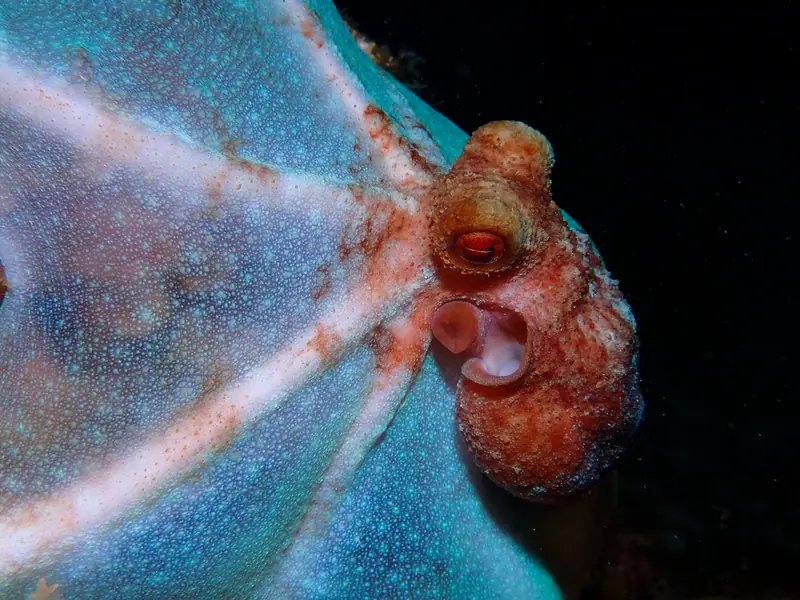 Caribbean Reef Octopus (Octopus briareus)
