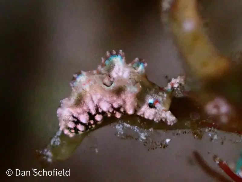 Elysia ellenae (Elysia ellenae)