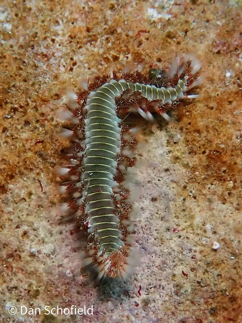 Bearded Fireworm (Hermodice carunculata)
