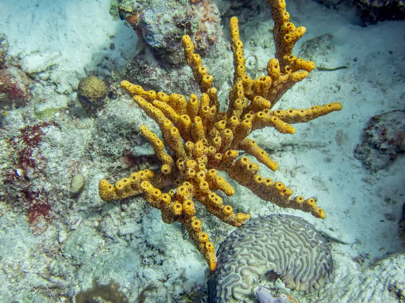 Brown Tube Sponge (Agelas conifera)