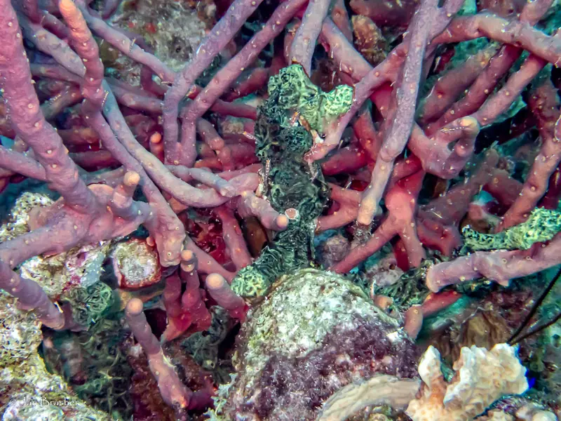 Row Pore Rope Sponge (Aplysina cauliformis)