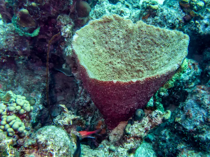 Vase Garlic Sponge (Ircinia campana)