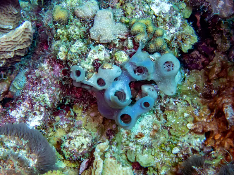 Encrusting Gorgonian (Erythropodium caribaeorum)
