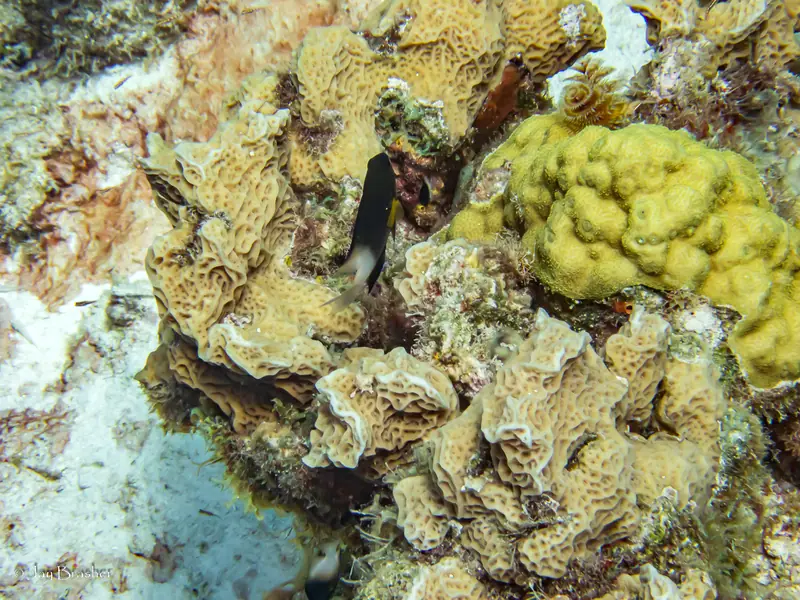 Mustard Hill Coral (Porites astreoides)