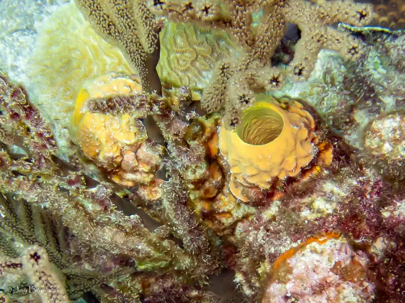 Stovepipe Sponge (Aplysina archeri)