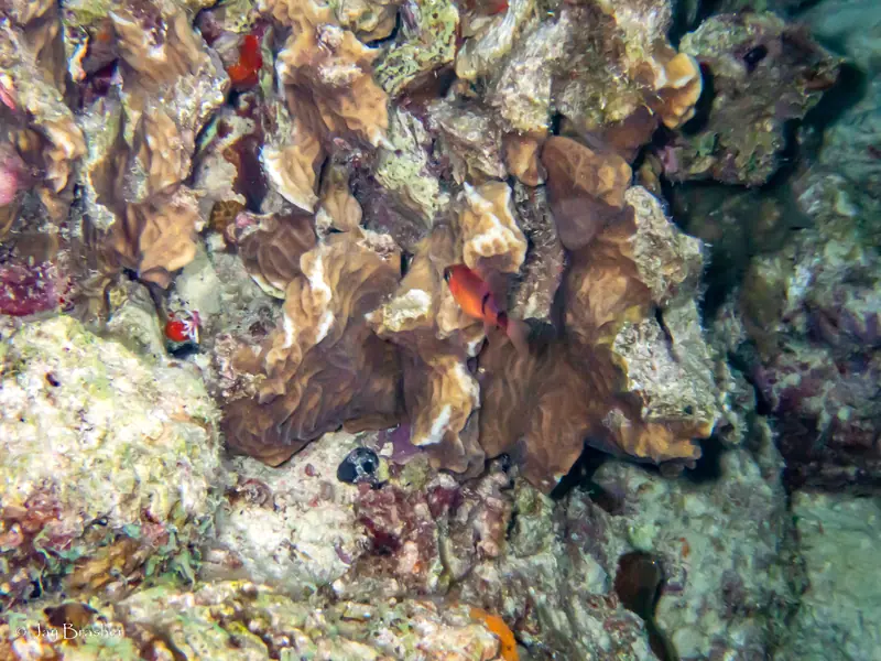 Belted Cardinalfish (Apogon townsendi)