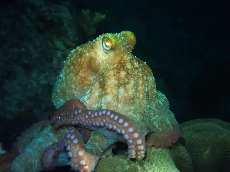 Caribbean Reef Octopus (Octopus briareus)