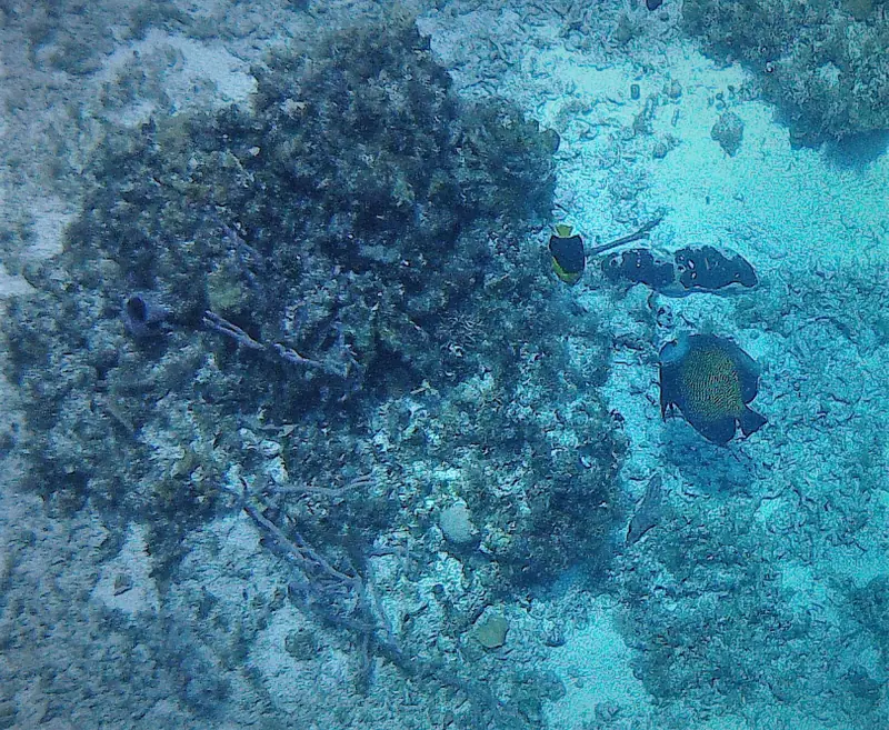 French Angelfish (Pomacanthus paru)
