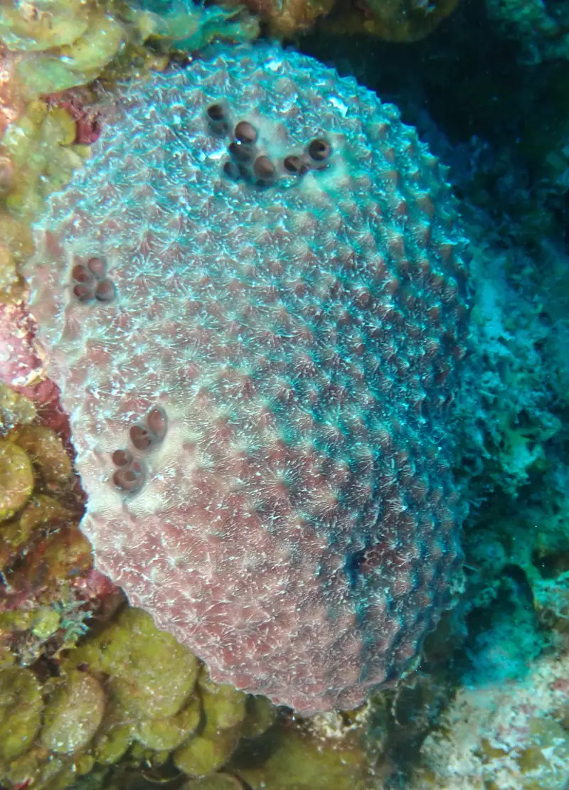 Black Ball Sponge (Ircinia strobilina)