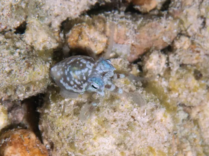Atlantic Pygmy Octopus (Octopus joubini)