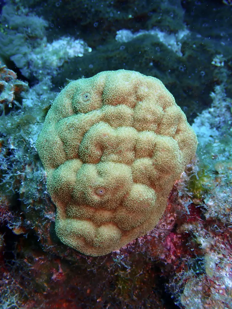 Mustard Hill Coral (Porites astreoides)