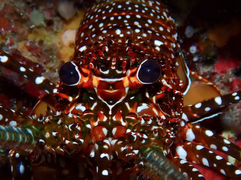 Spotted Spiny Lobster (Panulirus guttatus)