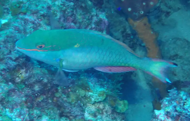 Redband Parrotfish (Sparisoma aurofrenatum)